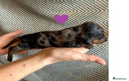 Miniature Dachshund dogs for sale: Miniature Dachshund Puppies for Sale - Image 16