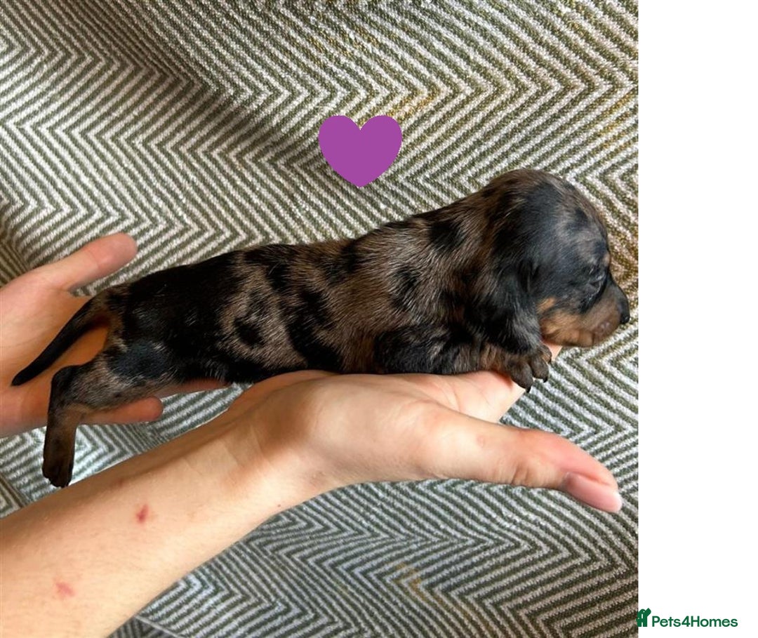 Miniature Dachshund dogs for sale: Miniature Dachshund Puppies for Sale - Image 16