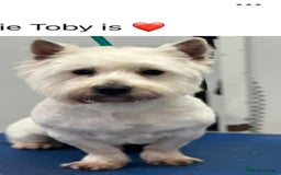 West Highland Terrier dogs for sale: Beautiful Westie Puppies - Advert 6