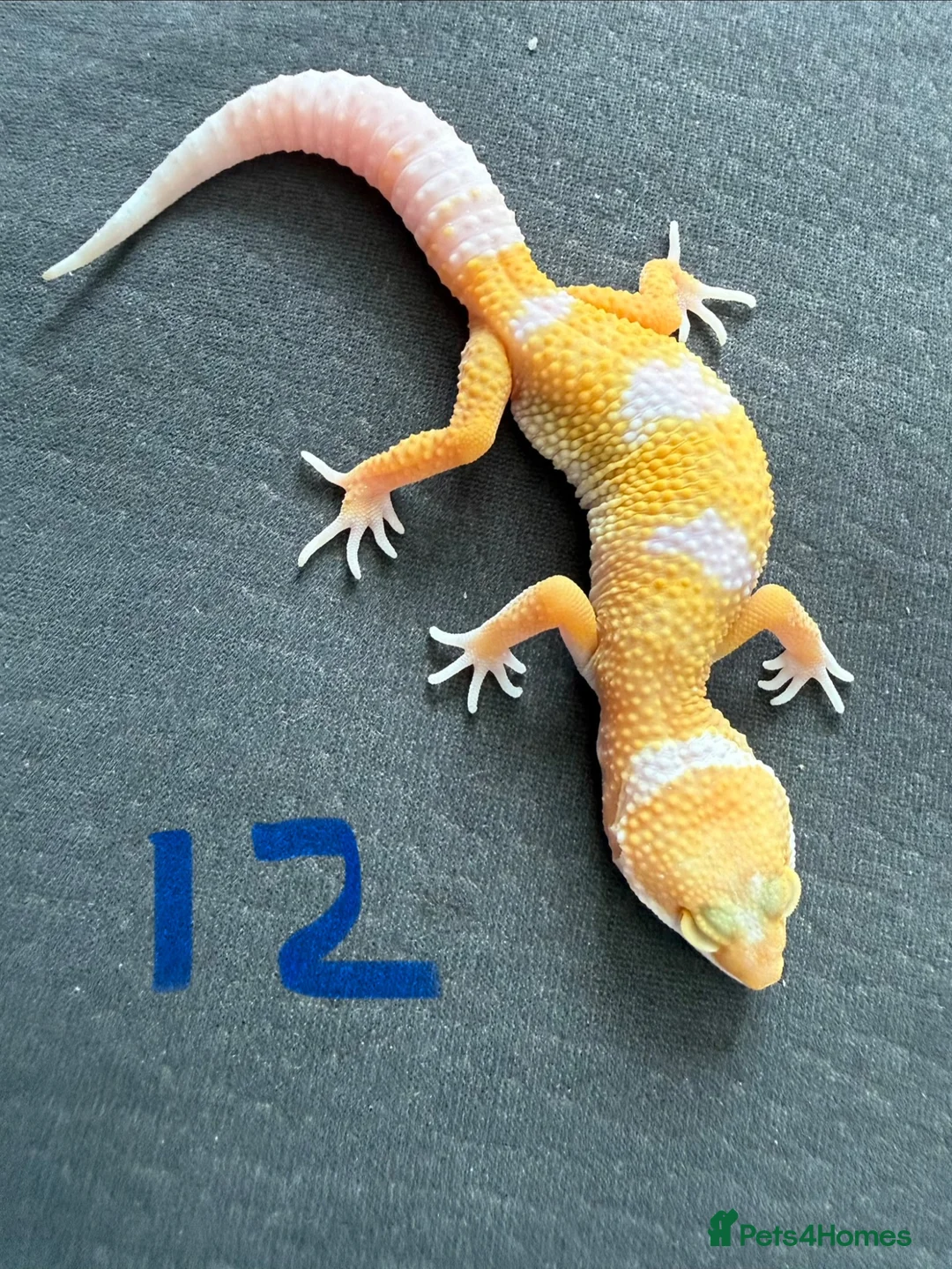 Leopard Gecko reptiles for sale: Leopard geckos - Advert 12