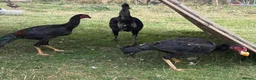 Chickens poultry for sale: Shamo cockerels  - Advert 6