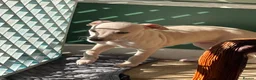 Italian Greyhound dogs for sale: 5 wonderful Wiggy’s licensed breeder  - Advert 19