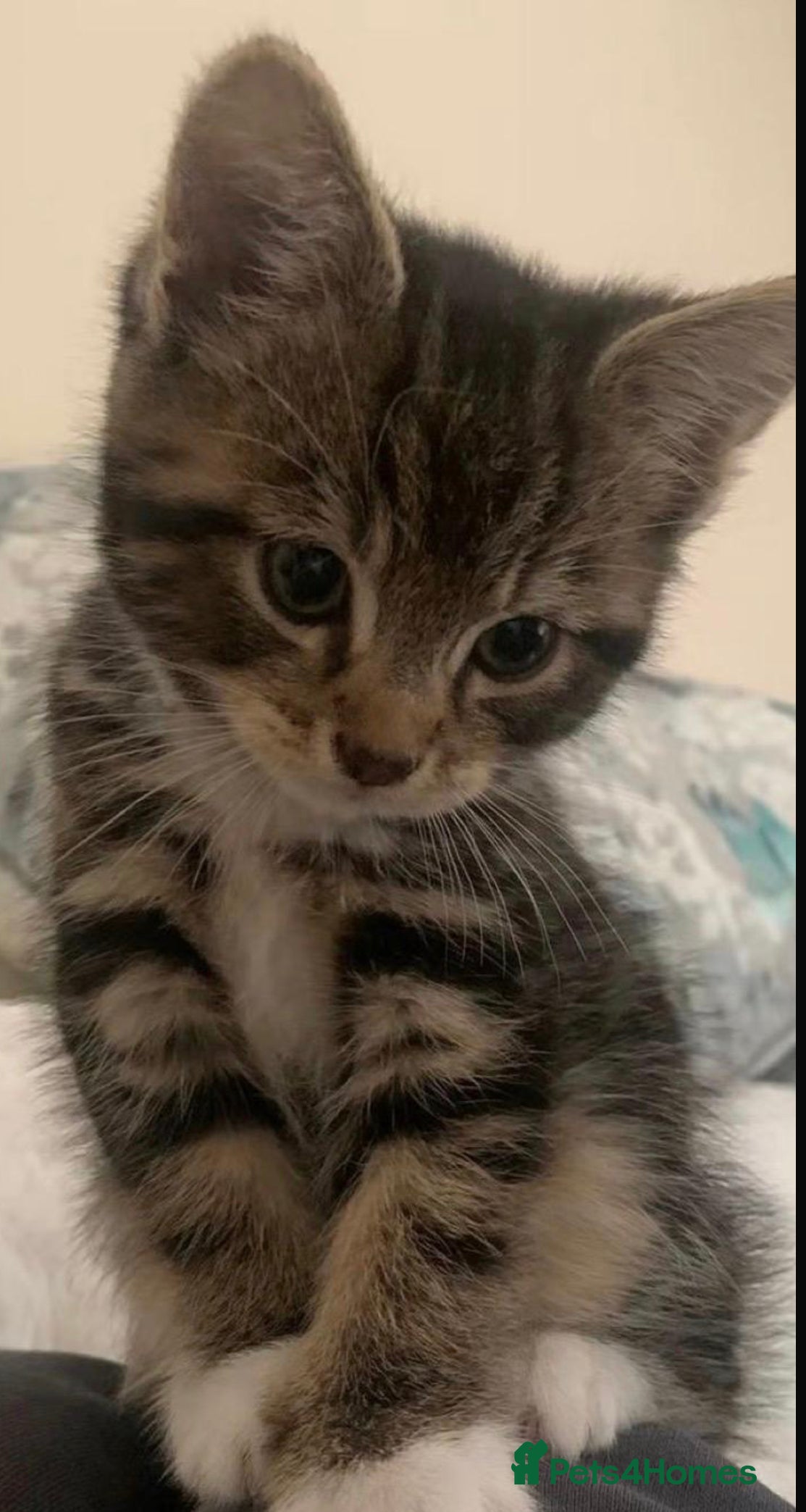 Mixed Breed cats Lovely kittens  - Advert 4