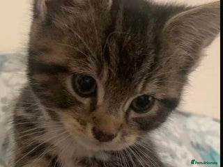 Mixed Breed cats Lovely kittens - Advert 4