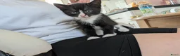 Domestic Shorthair cats for sale: Sweethearts ❤️ - Advert 4