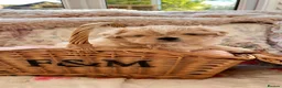 Shih Tzu dogs for sale: Four Beautiful Imperial Shih Tzu boys - Advert 6