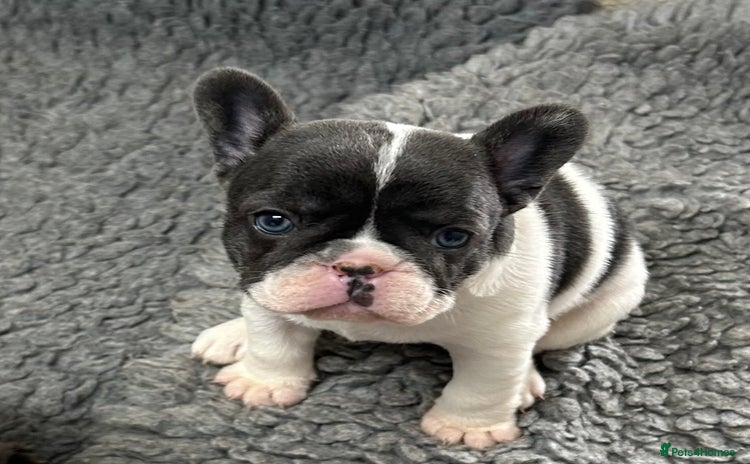 French Bulldog dogs - Advert 1