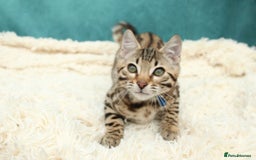 Bengal cats for sale: 🔥Stunning Bengal Kittens last little girl left 🔥 - Image 21