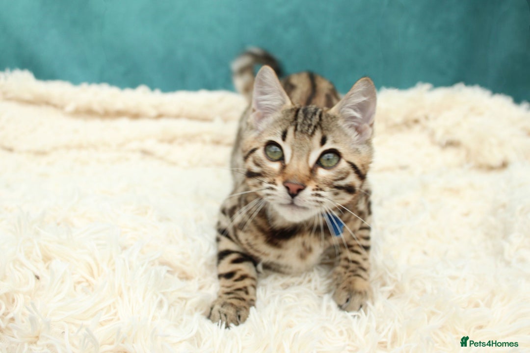 Bengal cats for sale: 🔥Stunning Bengal Kittens last little girl left 🔥 - Image 21