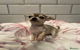 Chihuahua dogs for sale: Chihuahua puppies for sale  - Image 3