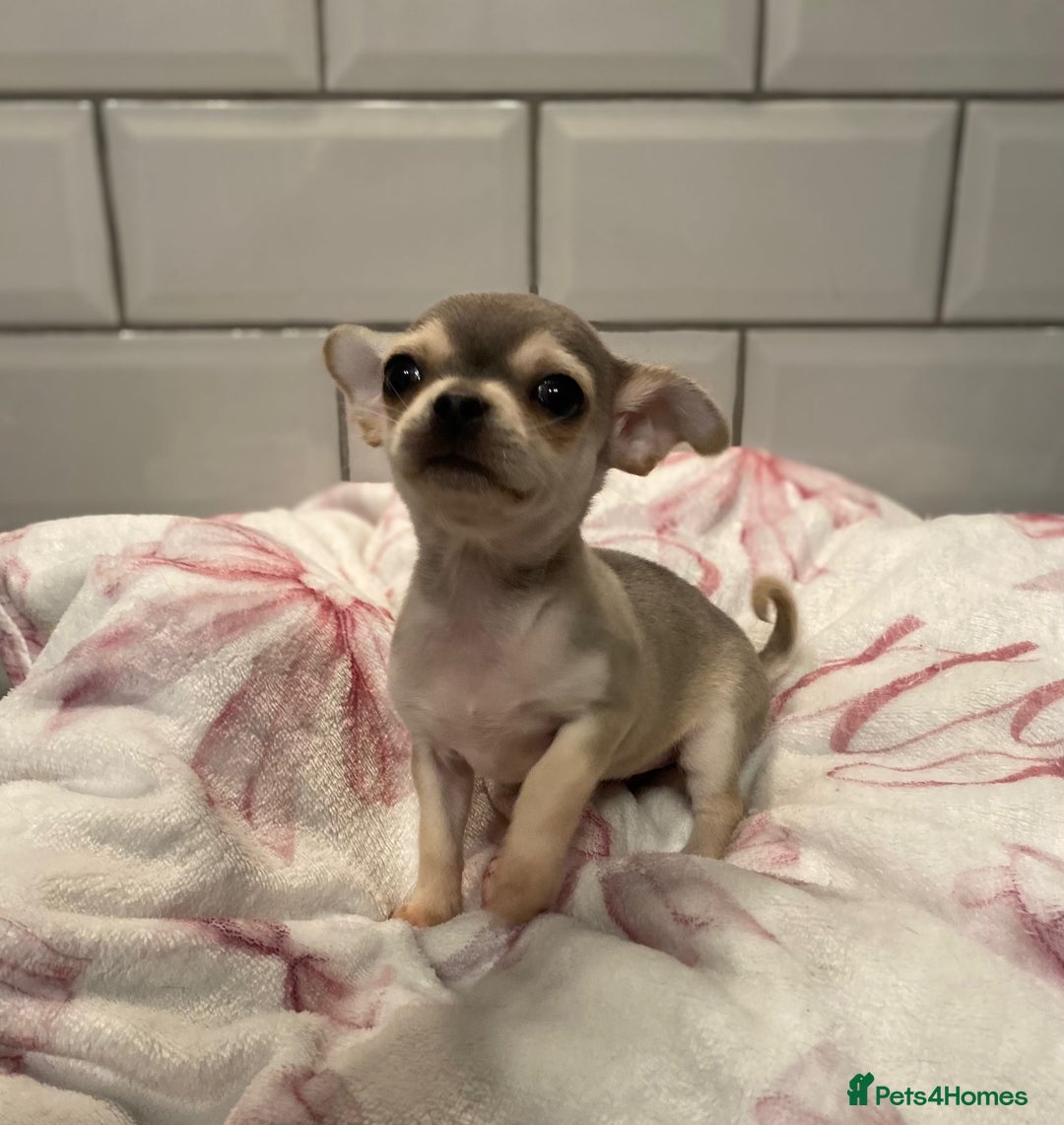 Chihuahua dogs for sale: Chihuahua puppies for sale  - Image 3