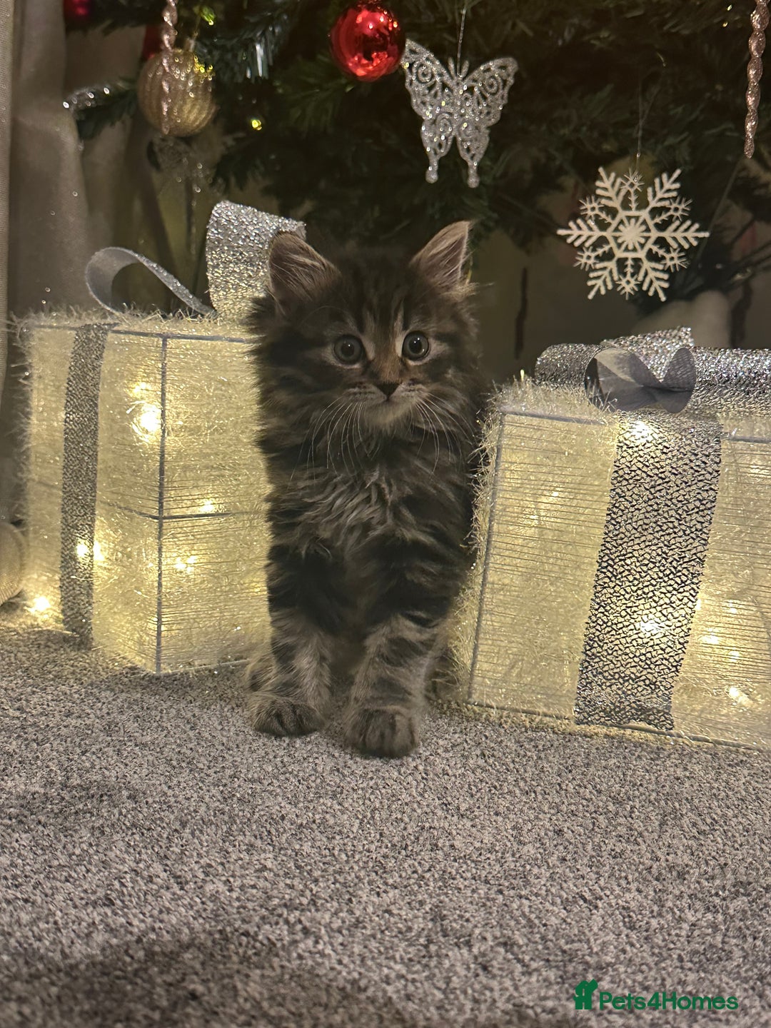 Siberian cats for sale: Beautiful Siberian Kitten – Baby Boy ✨ - Advert 7