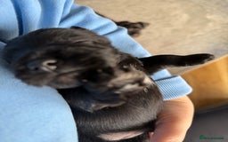 Miniature Schnauzer dogs for sale: Stunning pure black miniature schnauzer puppy - Image 5