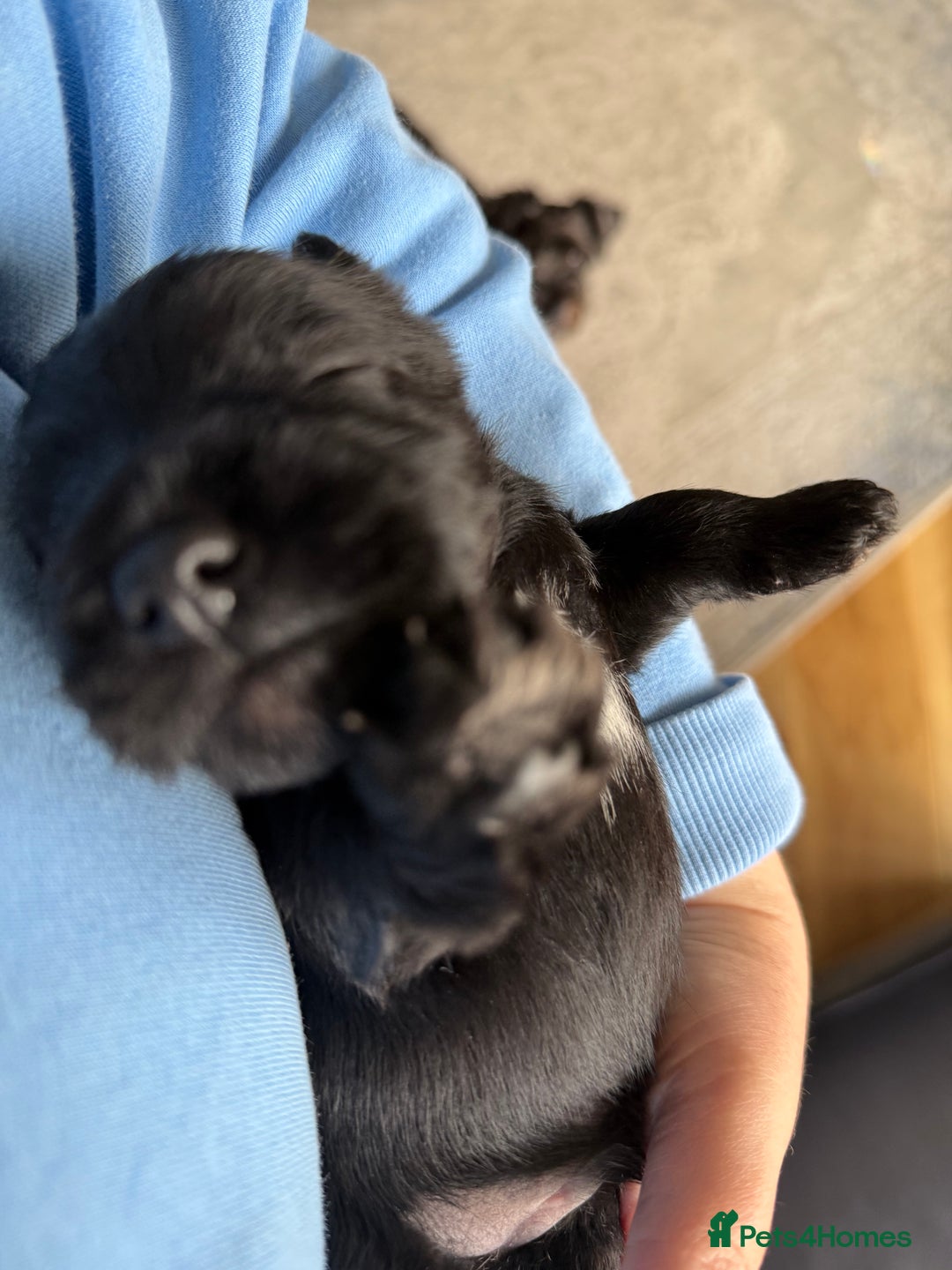 Miniature Schnauzer dogs for sale: Stunning pure black miniature schnauzer puppy - Image 5