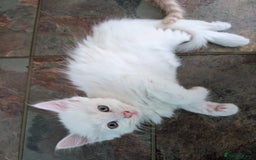 Mixed Breed cats for sale: Beautiful Kittens - Image 5