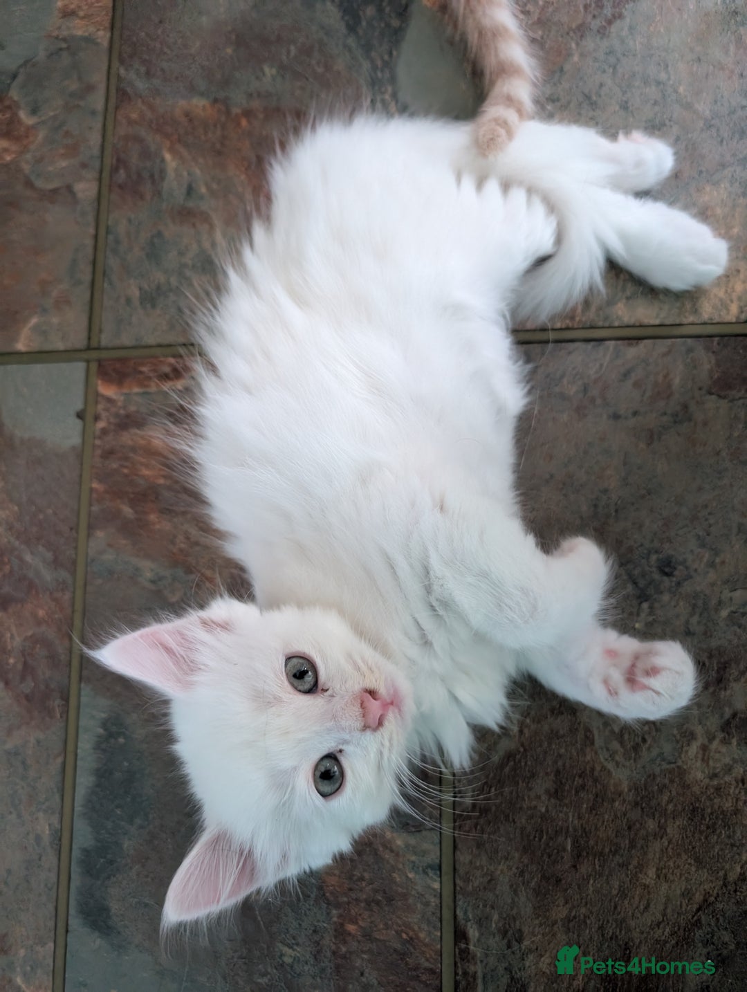 Mixed Breed cats for sale: Beautiful Kittens - Image 5
