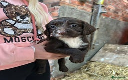 Sprocker dogs for sale: Beautiful F1 Sprockers - Image 5