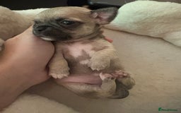 Chihuahua dogs for sale: Chihuahua and Pomchi puppies - Image 2