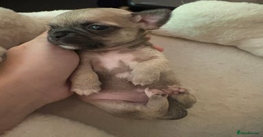 Chihuahua dogs - Advert 3