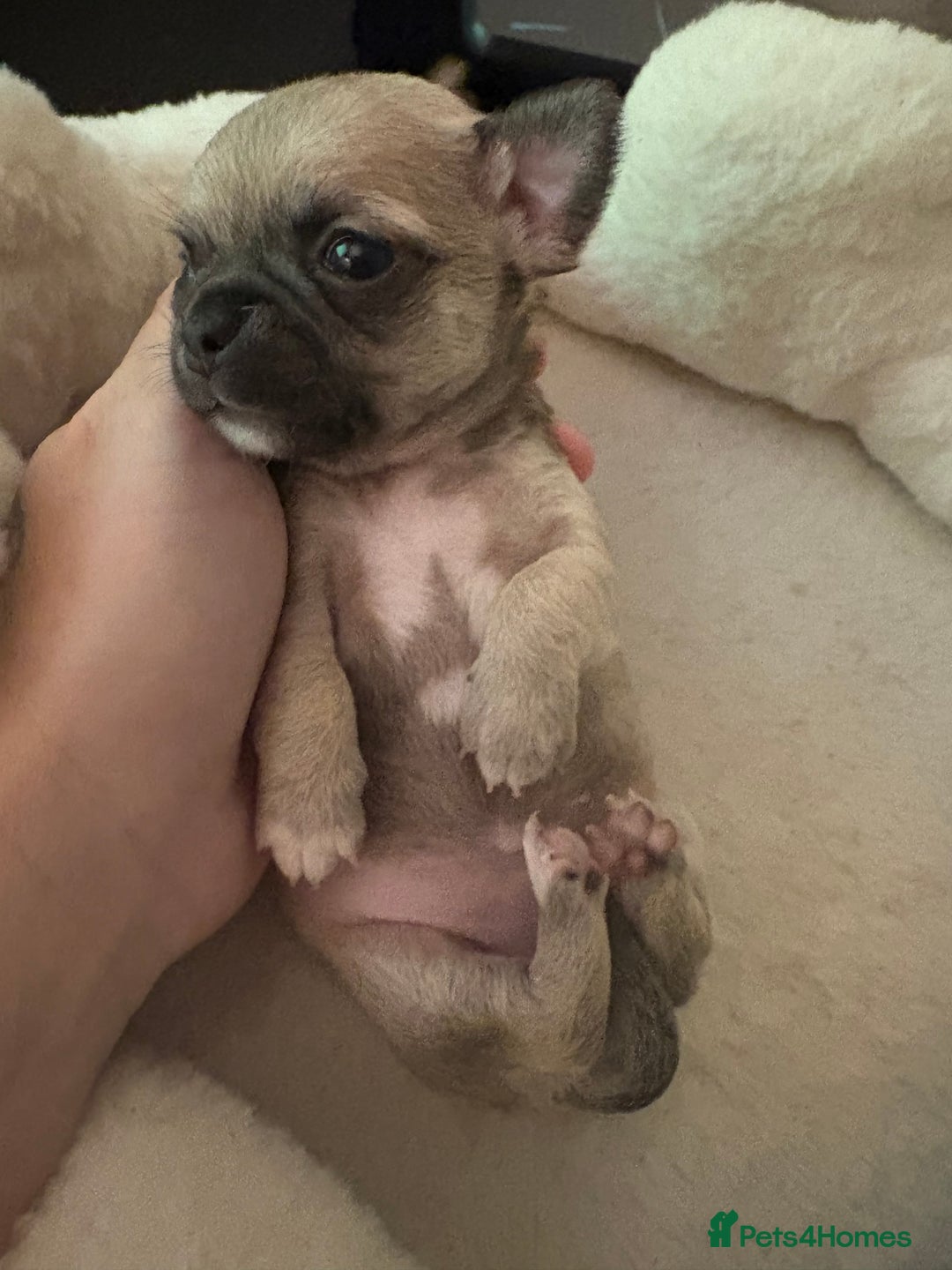 Chihuahua dogs for sale: Chihuahua and Pomchi puppies - Image 2