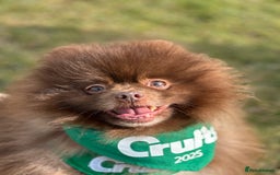 Pomeranian dogs for stud: Chocolate Stud Kc Registered ,Embark tested in Runcorn - Image 39