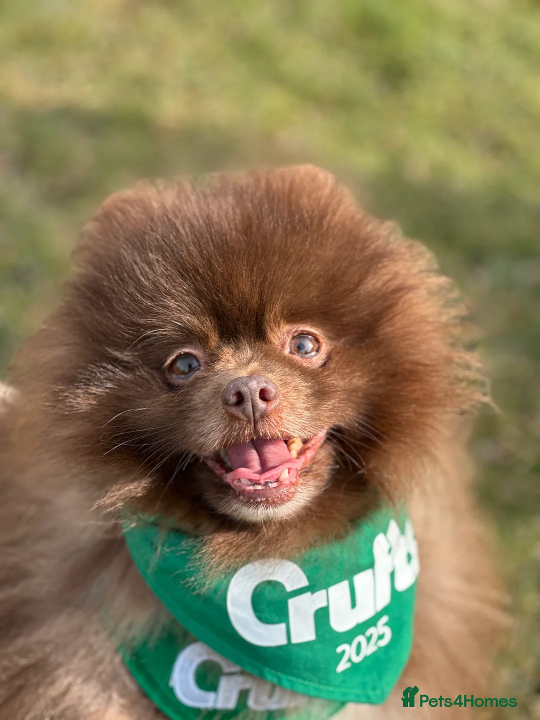 Pomeranian dogs for stud: Chocolate Stud Kc Registered ,Embark tested in Runcorn - Advert 39