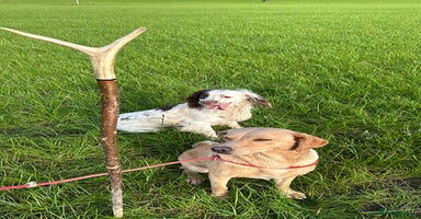 Springador dogs Springador Puppies - Advert 5