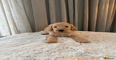 Australian Labradoodle dogs - Advert 14