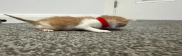 Domestic Shorthair cats for sale: 4 stunning ginger and white kittens  - Advert 9