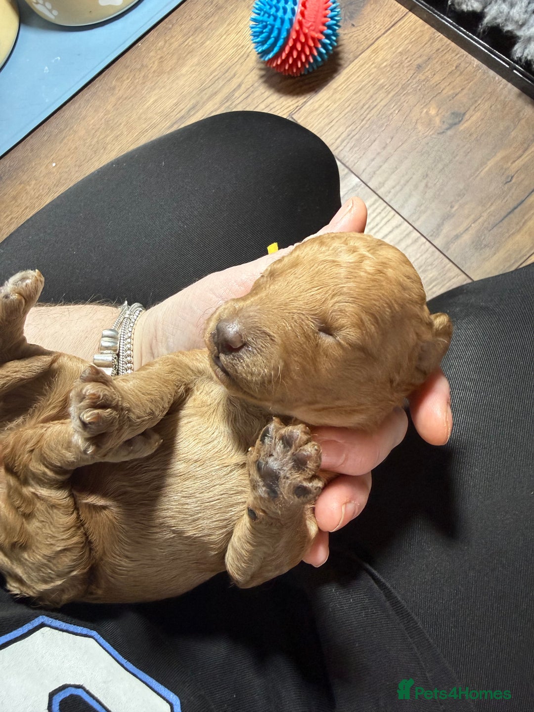 Labradoodle dogs for sale: Beautiful labradoodles  - Advert 17