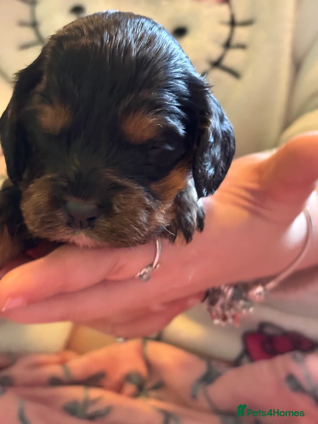 Mixed Breed dogs for sale: Cavapoo Puppies  - Advert 6