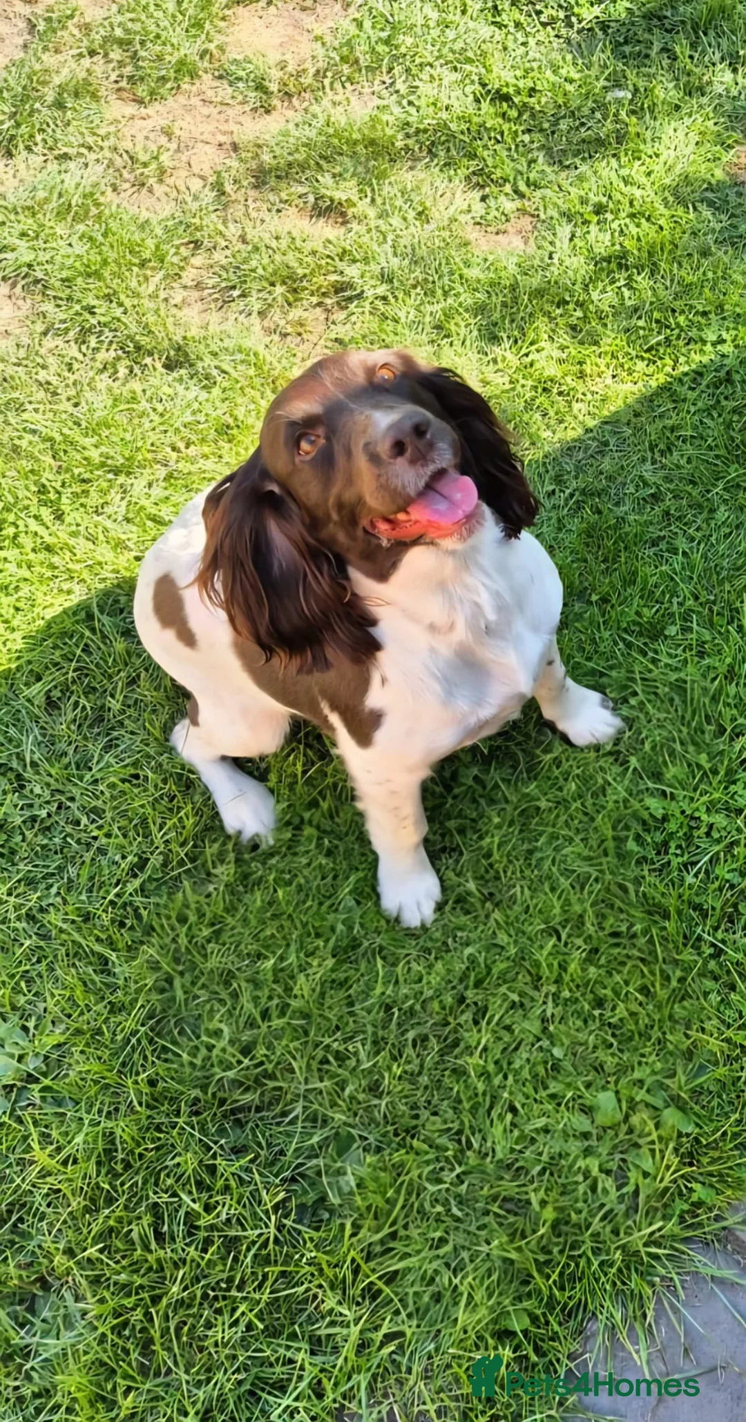 Sprocker dogs for sale: F1 Sprocker Spaniel Puppies 7 Boys & 2 Girls 🐾 - Advert 6