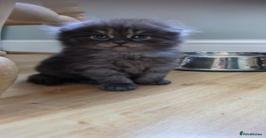 Mixed Breed cats - Advert 7