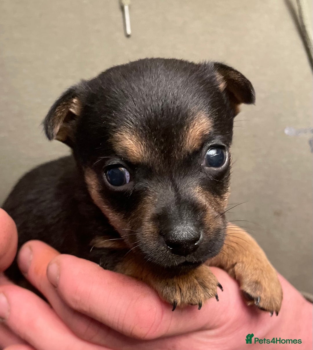 Jack Russell dogs for sale: Beautiful docked miniature Jack Russell puppies - Advert 22