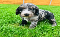 Cockapoo dogs for sale: Cockapoo Babies 🐾🐾🐾 - Image 10