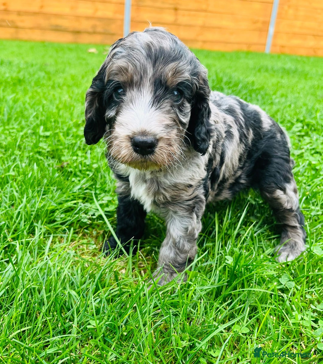 Cockapoo dogs for sale: Cockapoo Babies 🐾🐾🐾 - Image 10