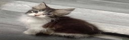 Maine Coon cats for sale: Maine Coon X Kittens - Advert 10