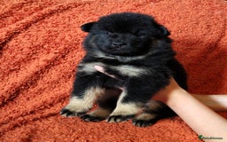 Eurasier dogs for sale: Eurasier Puppies KC Registered in Northampton - Image 27