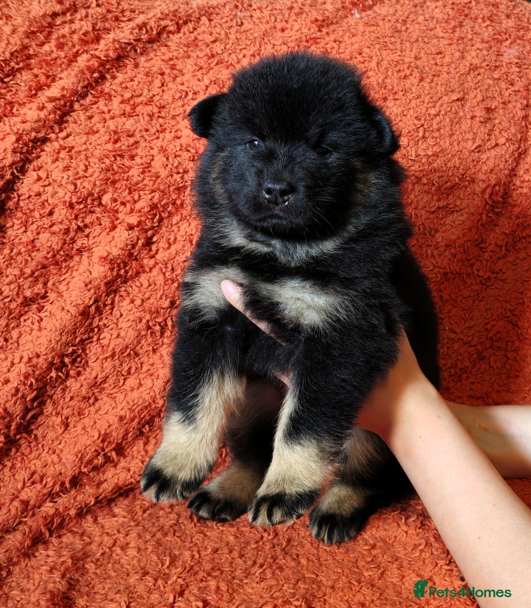 Eurasier dogs for sale: Eurasier Puppies KC Registered in Northampton - Image 27