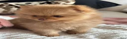 Pomeranian dogs for sale: READY TO GO🩵🐻2 stunning KC Pomeranian puppies🐻 - Advert 12
