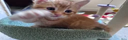 Mixed Breed cats for sale: Amiable mixed kittens  - Advert 6