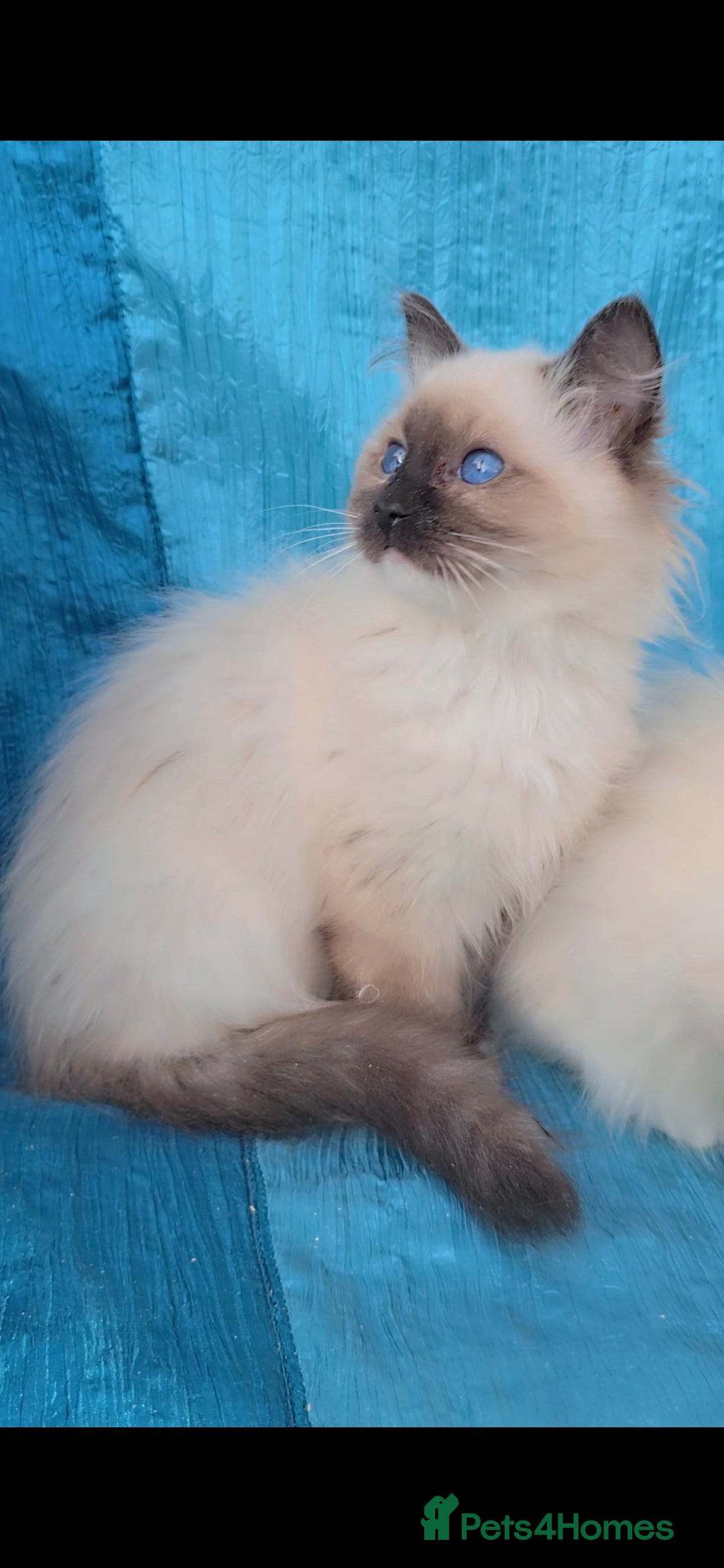 Ragdoll cats TICA REGISTERED KITTENS/Active - Advert 19