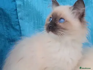 Ragdoll cats TICA REGISTERED KITTENS/Active - Advert 19