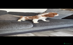 Cavalier King Charles Spaniel dogs for sale: Kennel club reg dna cavalier pups fully vaccine  - Image 9