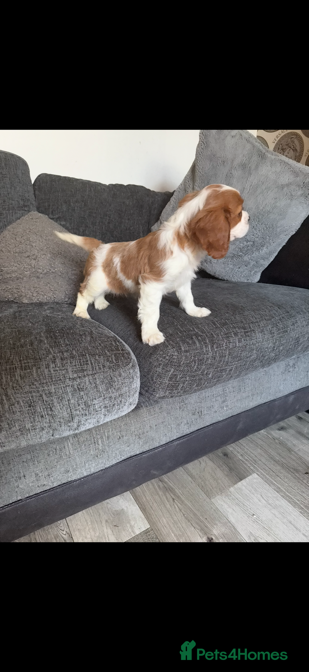 Cavalier King Charles Spaniel dogs for sale: Kennel club reg dna cavalier pups fully vaccine  - Image 9