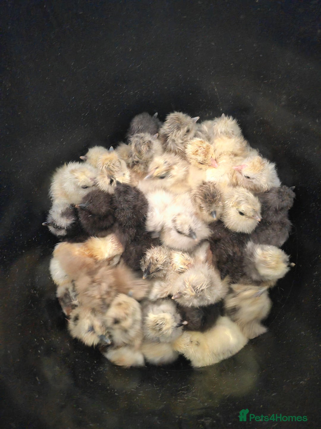 Chickens poultry for sale: USA silkie, jumbo coturnix, celadon quails - Image 26