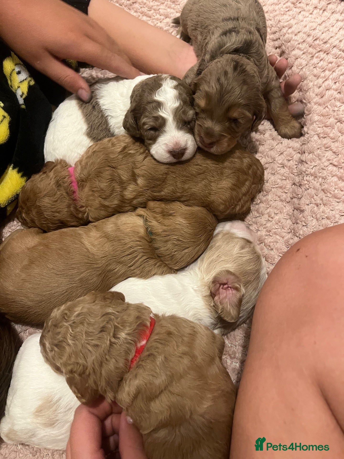 Cavapoo dogs Beautiful cavapoo puppies 🐶 - Advert 12