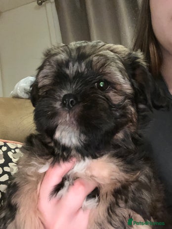 Shorkie dogs Chunky fluffy 10 week old SHORKIE READY TO LEAVE - Advert 1