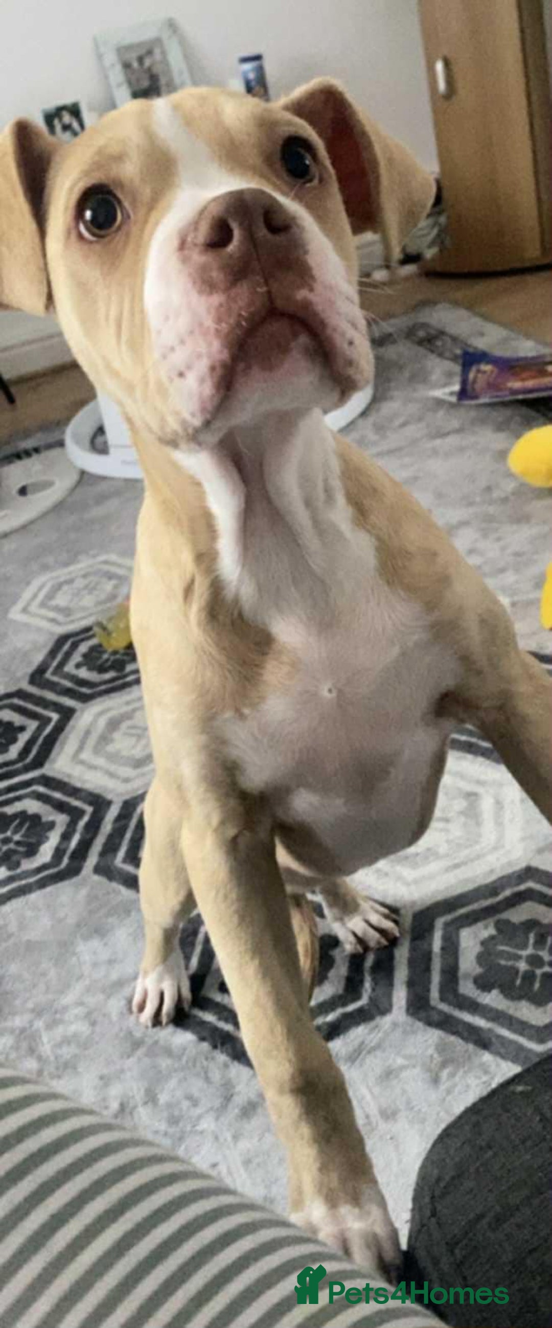 Alapaha Blue Blood Bulldog dogs for sale: Alpha blue dog bulldog  - Image 1