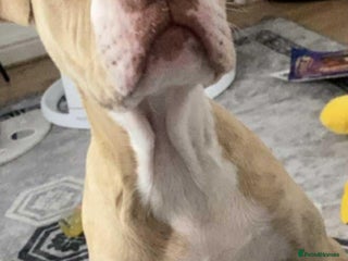 Alapaha Blue Blood Bulldog dogs - Advert 1